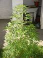 maconha 2